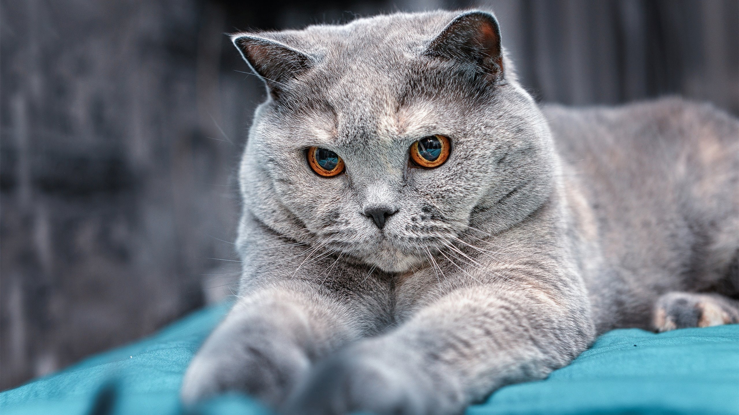 17.2秒，当莫兰特从罚球线飞过整个世界