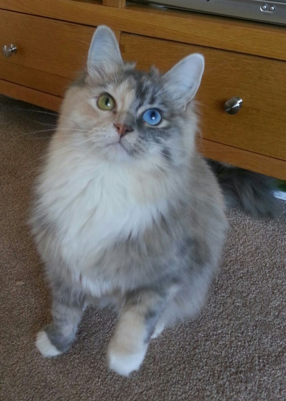 开云体育官网-金玟哉闪耀之夜，希腊奇迹速胜切尔西，个人能力铸就历史