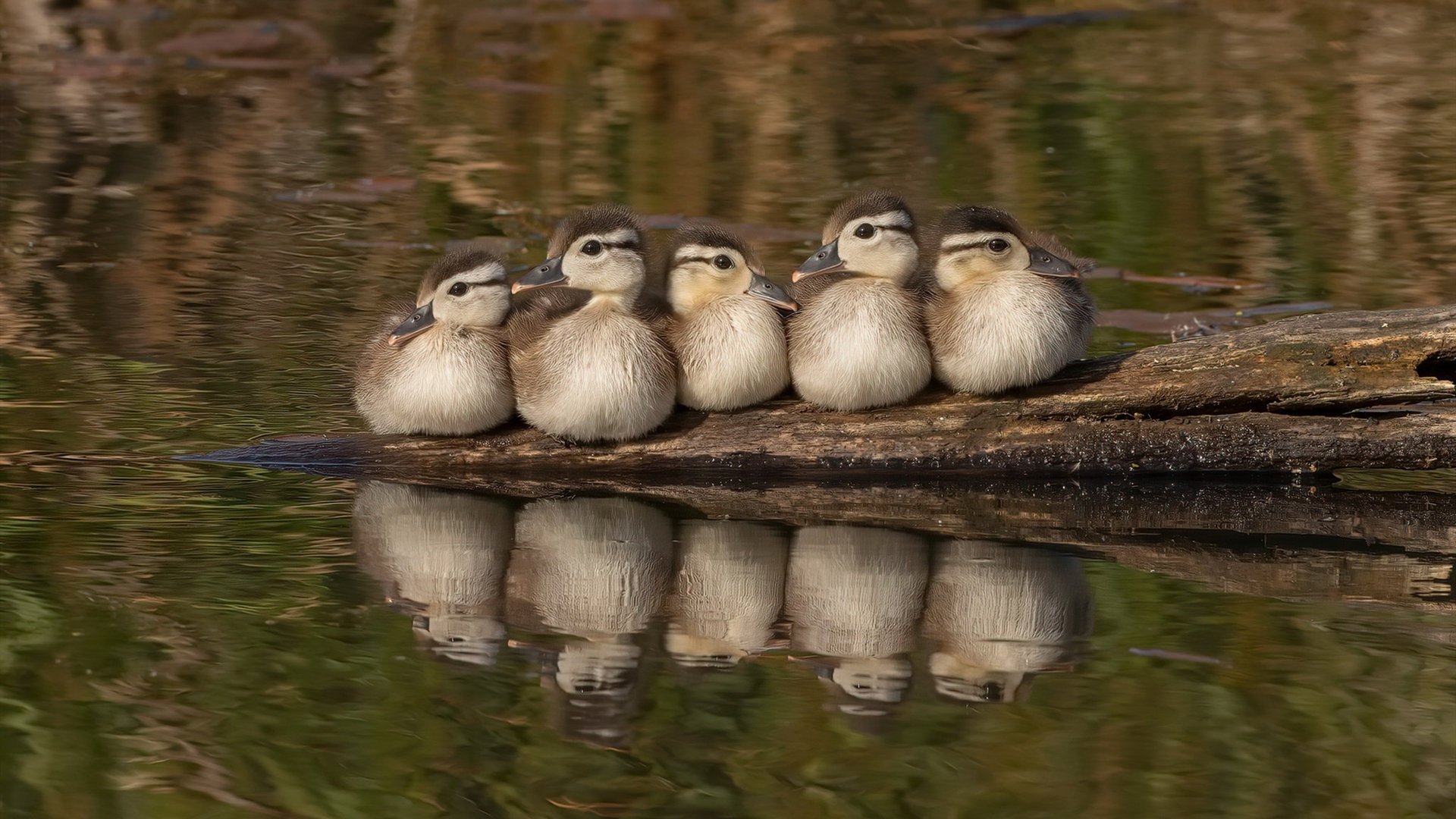开云体育官网-门迪的征服之夜，塞内加尔天才击碎阿森纳防线，唯一性对决震撼足坛