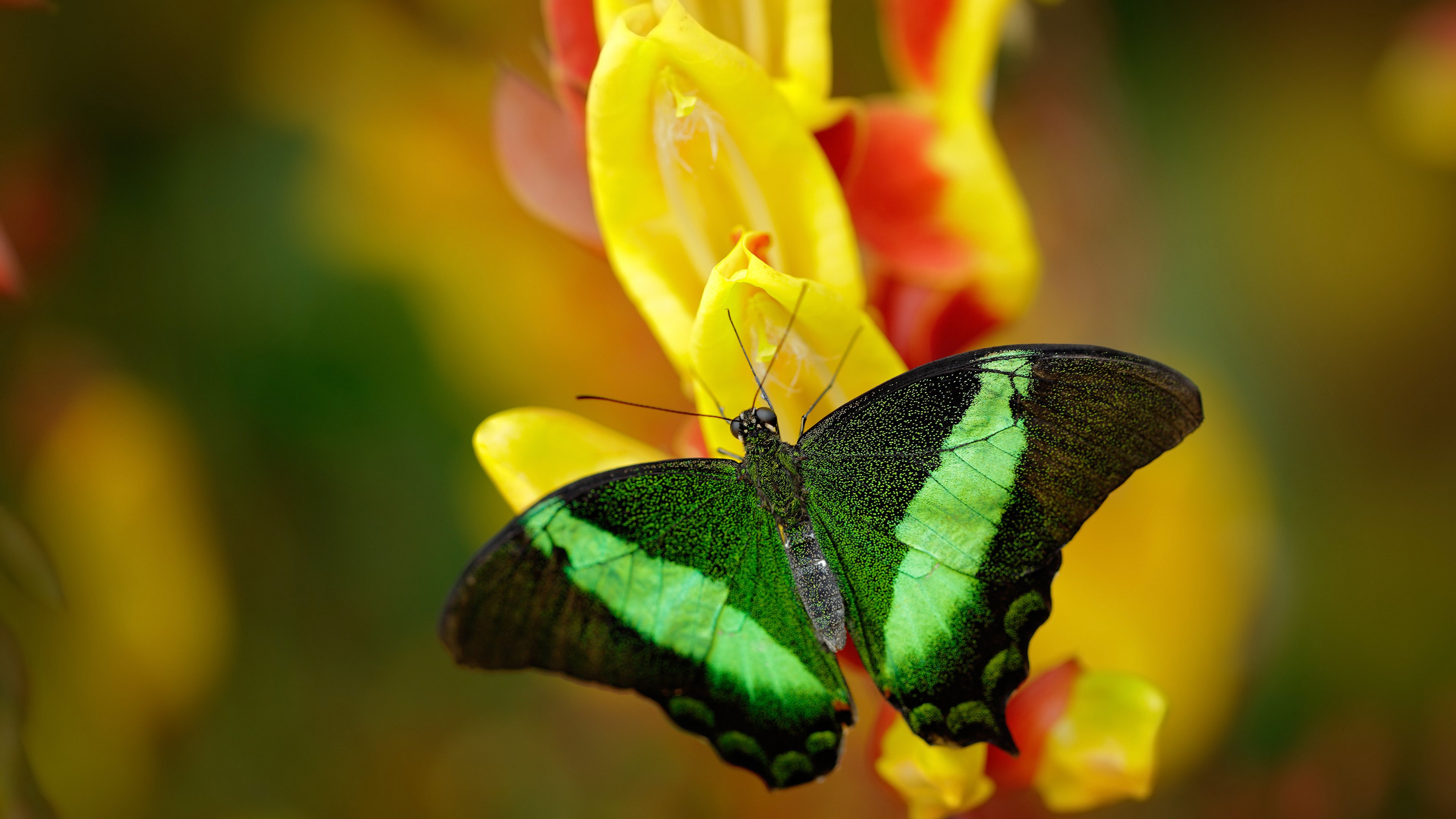 铁壁与利刃，尤文图斯如何用意大利式链条绞杀欧冠黑马