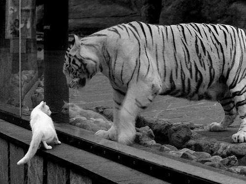 跨界王者的逆袭，当足球大脑基米希意外点亮NBA总决赛之夜