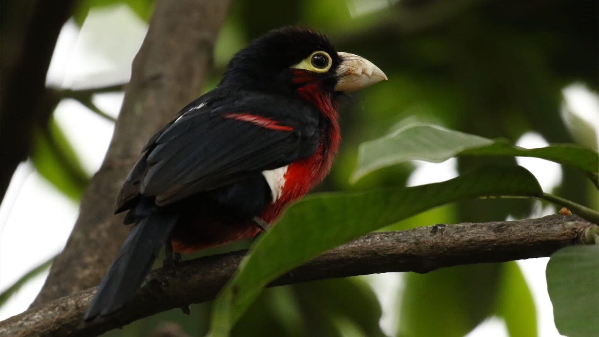红色风暴，从巴林赛道到安联球场，西班牙力量的全球制霸