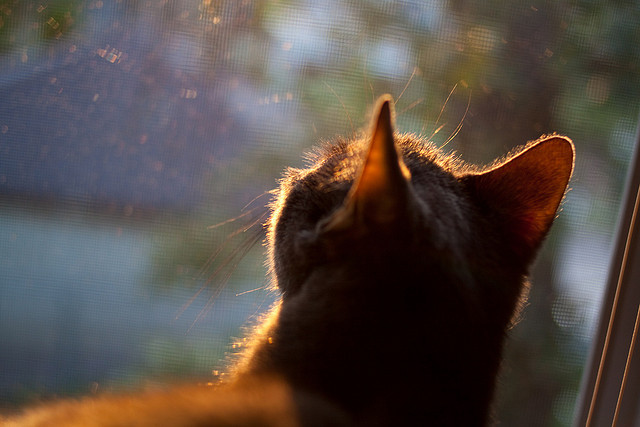 翡翠岛的突刺，萨拉赫如何用利物浦的矛，刺穿全黑队的盾？
