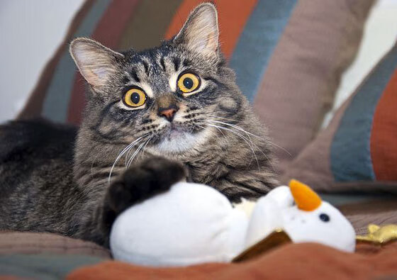 铁幕与权杖，韩国封锁曼城，皮克在奥运周期关键战接管比赛