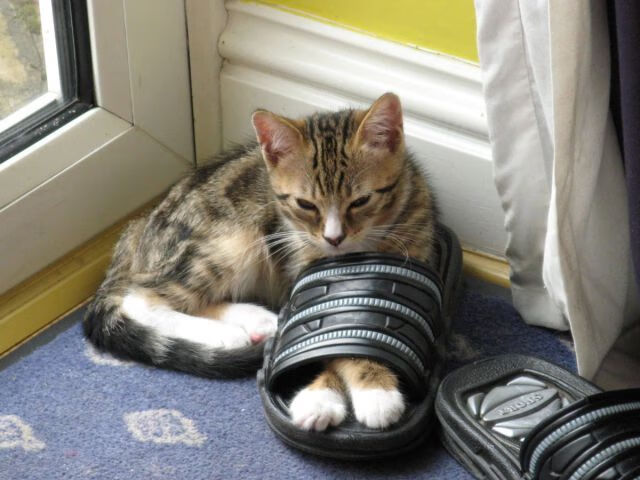 灰熊绞杀湖人，克莱完成赛季代表作，关键先生降临孟菲斯