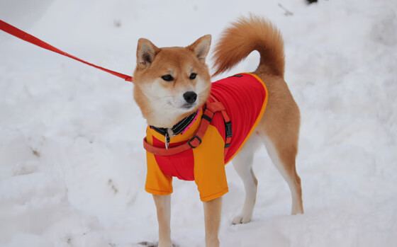 强权干涉与个人救赎，足球如何成为现代寓言
