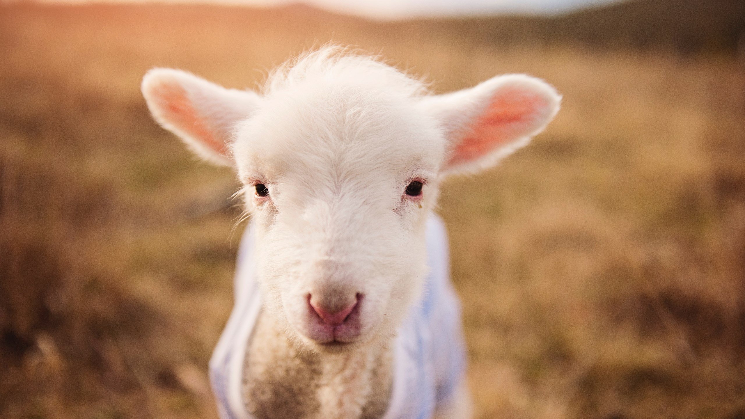 铁幕降临，死亡闭环，与不眠的秒针，一场跨越时空的篮球结绳