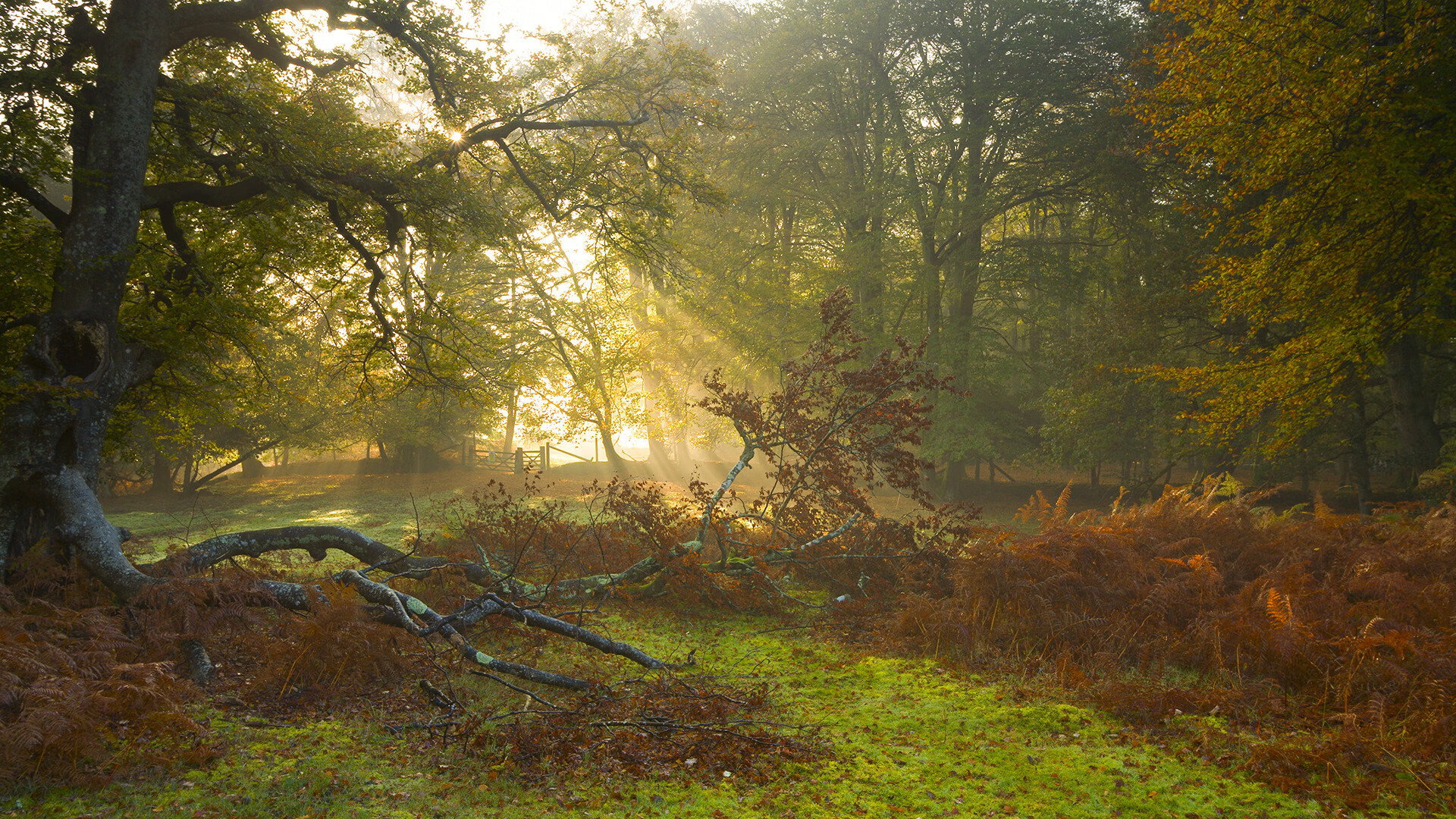 蝶变,恩佐在心脏边缘的攻防艺术