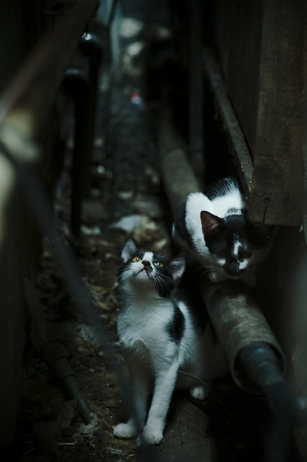 开云体育入口-冰原雄狮的逆袭，凯塞多一锤定音，加拿大足球版图从此改写