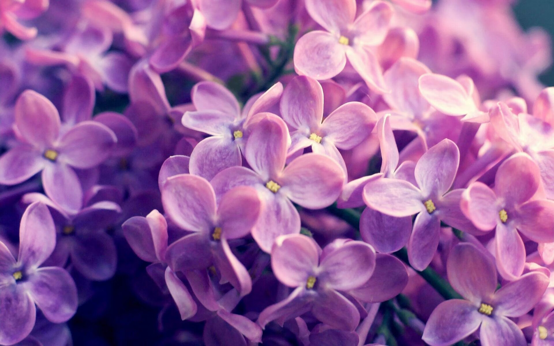 开云体育app-步行者闪电战击溃湖人，西亚卡姆化身关键先生，他用赛季最强音撕掉过渡者标签