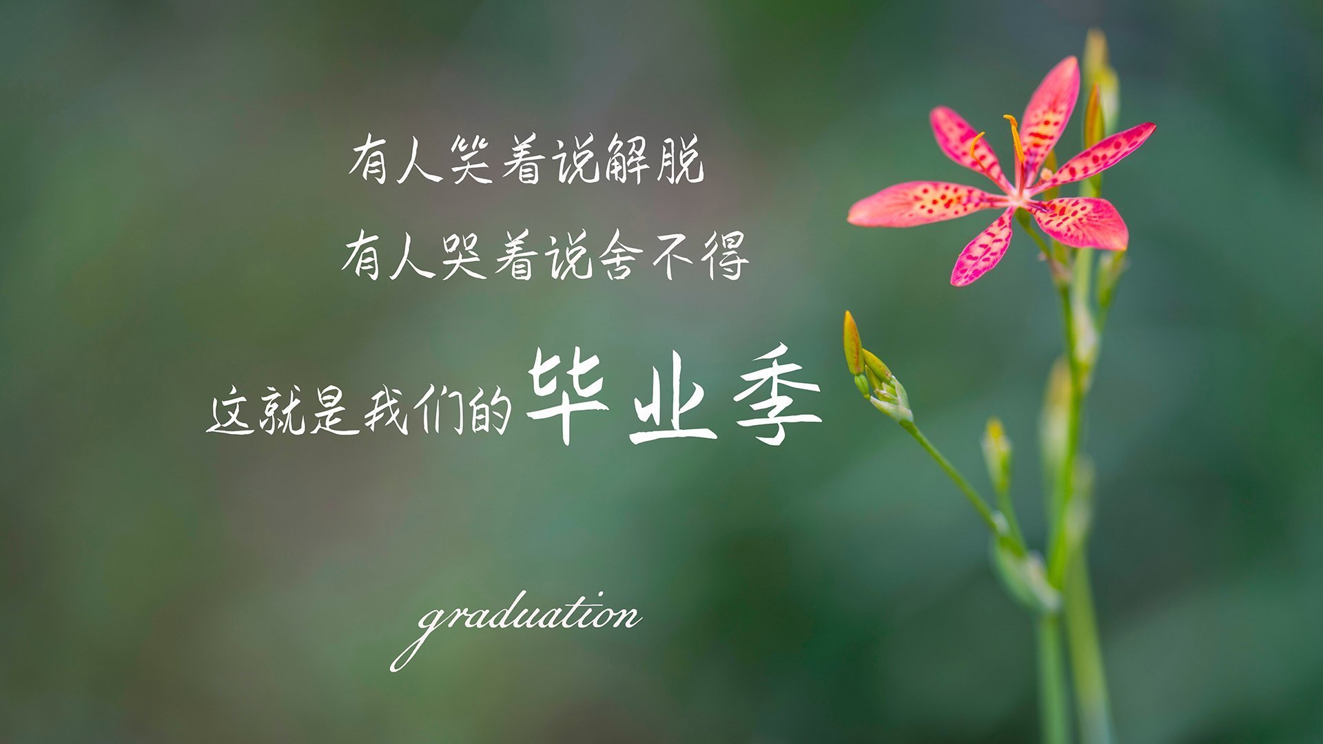 索菲亚的玫瑰与卡萨布兰卡的泪,2026世界杯E组,保加利亚用一场唯一的完胜,宣告德容时代的铁血归来