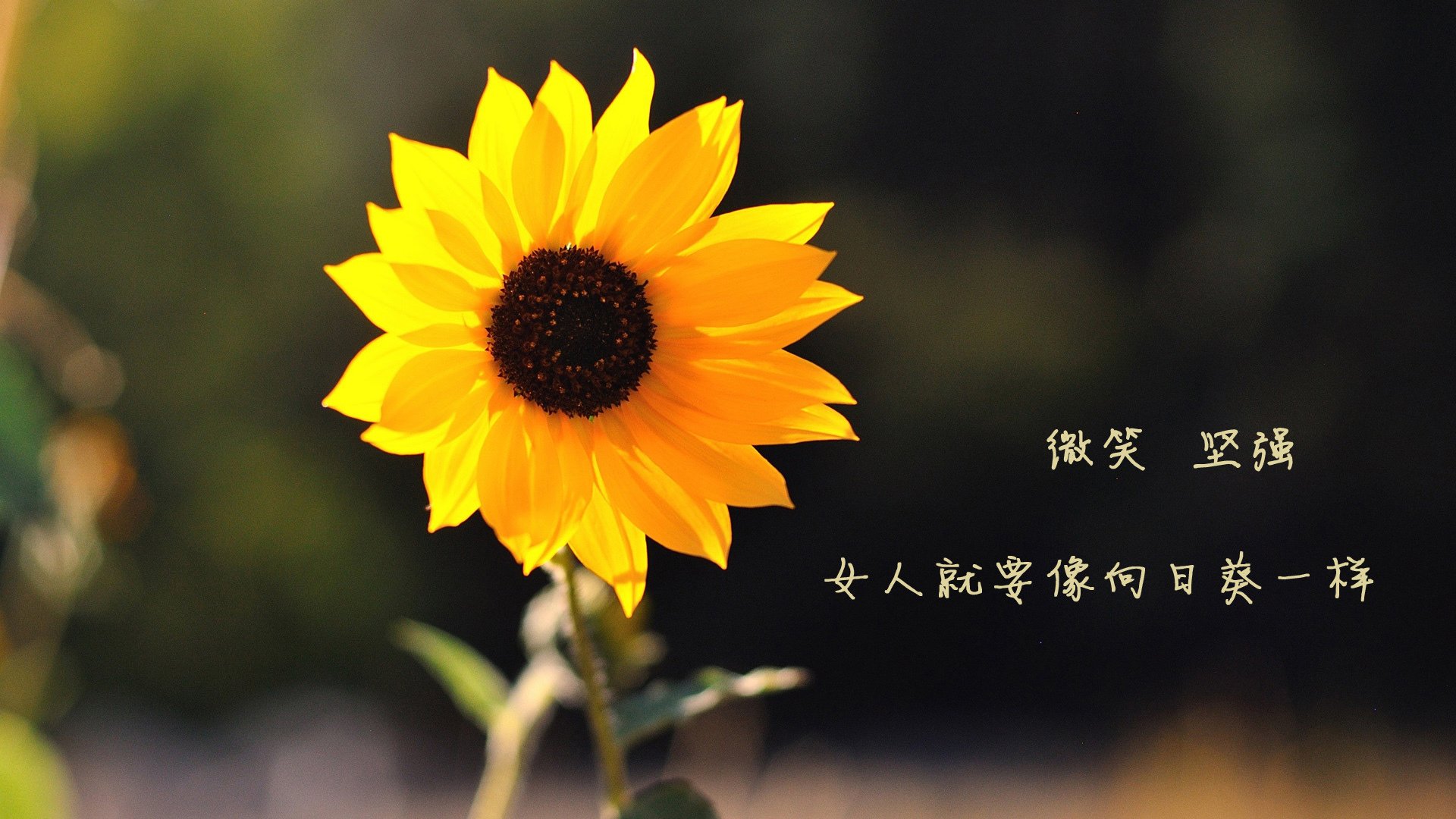 底格里斯河的奔袭,当巴格达的铁骑踏碎布加勒斯特的黄昏—2026世界杯E组,一场由塔雷米与无名者书写的唯一剧本
